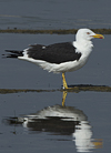 1cy fuscus in August, ringed in Finland. (81365 bytes)
